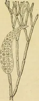 An illustration from The microscope: its history, construction, and application : being a familiar introduction to the use of the instrument and the study of microscopical sciences / by Jabez Hogg. (1869)