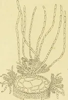 An illustration from The microscope: its history, construction, and application : being a familiar introduction to the use of the instrument and the study of microscopical sciences / by Jabez Hogg. (1869)
