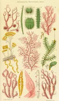 An illustration from The microscope: its history, construction, and application : being a familiar introduction to the use of the instrument and the study of microscopical sciences / by Jabez Hogg. (1869)