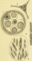 An illustration from The microscope: its history, construction, and application : being a familiar introduction to the use of the instrument and the study of microscopical sciences / by Jabez Hogg. (1869)