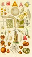 An illustration from The microscope: its history, construction, and application : being a familiar introduction to the use of the instrument and the study of microscopical sciences / by Jabez Hogg. (1869)