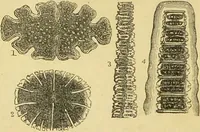 An illustration from The microscope: its history, construction, and application : being a familiar introduction to the use of the instrument and the study of microscopical sciences / by Jabez Hogg. (1869)