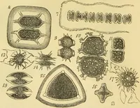 An illustration from The microscope: its history, construction, and application : being a familiar introduction to the use of the instrument and the study of microscopical sciences / by Jabez Hogg. (1869)
