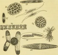 An illustration from The microscope: its history, construction, and application : being a familiar introduction to the use of the instrument and the study of microscopical sciences / by Jabez Hogg. (1869)