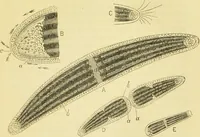 An illustration from The microscope: its history, construction, and application : being a familiar introduction to the use of the instrument and the study of microscopical sciences / by Jabez Hogg. (1869)