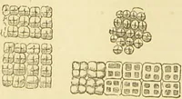 An illustration from The microscope: its history, construction, and application : being a familiar introduction to the use of the instrument and the study of microscopical sciences / by Jabez Hogg. (1869)