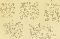 An illustration from The microscope: its history, construction, and application : being a familiar introduction to the use of the instrument and the study of microscopical sciences / by Jabez Hogg. (1869)