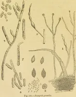 An illustration from The microscope: its history, construction, and application : being a familiar introduction to the use of the instrument and the study of microscopical sciences / by Jabez Hogg. (1869)