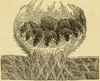 An illustration from The microscope: its history, construction, and application : being a familiar introduction to the use of the instrument and the study of microscopical sciences / by Jabez Hogg. (1869)