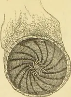 An illustration from The microscope: its history, construction, and application : being a familiar introduction to the use of the instrument and the study of microscopical sciences / by Jabez Hogg. (1869)