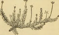 An illustration from The microscope: its history, construction, and application : being a familiar introduction to the use of the instrument and the study of microscopical sciences / by Jabez Hogg. (1869)