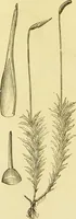An illustration from The microscope: its history, construction, and application : being a familiar introduction to the use of the instrument and the study of microscopical sciences / by Jabez Hogg. (1869)