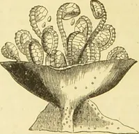 An illustration from The microscope: its history, construction, and application : being a familiar introduction to the use of the instrument and the study of microscopical sciences / by Jabez Hogg. (1869)