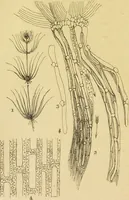 An illustration from The microscope: its history, construction, and application : being a familiar introduction to the use of the instrument and the study of microscopical sciences / by Jabez Hogg. (1869)