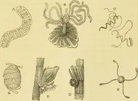 An illustration from The microscope: its history, construction, and application : being a familiar introduction to the use of the instrument and the study of microscopical sciences / by Jabez Hogg. (1869)