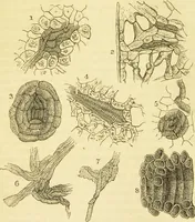An illustration from The microscope: its history, construction, and application : being a familiar introduction to the use of the instrument and the study of microscopical sciences / by Jabez Hogg. (1869)