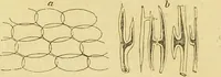 An illustration from The microscope: its history, construction, and application : being a familiar introduction to the use of the instrument and the study of microscopical sciences / by Jabez Hogg. (1869)