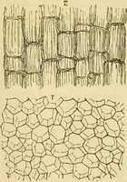 An illustration from The microscope: its history, construction, and application : being a familiar introduction to the use of the instrument and the study of microscopical sciences / by Jabez Hogg. (1869)