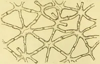 An illustration from The microscope: its history, construction, and application : being a familiar introduction to the use of the instrument and the study of microscopical sciences / by Jabez Hogg. (1869)