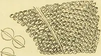An illustration from The microscope: its history, construction, and application : being a familiar introduction to the use of the instrument and the study of microscopical sciences / by Jabez Hogg. (1869)