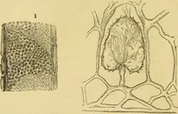 An illustration from The microscope: its history, construction, and application : being a familiar introduction to the use of the instrument and the study of microscopical sciences / by Jabez Hogg. (1869)
