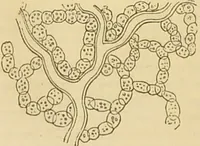 An illustration from The microscope: its history, construction, and application : being a familiar introduction to the use of the instrument and the study of microscopical sciences / by Jabez Hogg. (1869)
