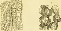 An illustration from The microscope: its history, construction, and application : being a familiar introduction to the use of the instrument and the study of microscopical sciences / by Jabez Hogg. (1869)