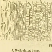 An illustration from The microscope: its history, construction, and application : being a familiar introduction to the use of the instrument and the study of microscopical sciences / by Jabez Hogg. (1869)