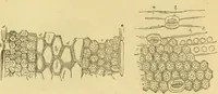 An illustration from The microscope: its history, construction, and application : being a familiar introduction to the use of the instrument and the study of microscopical sciences / by Jabez Hogg. (1869)
