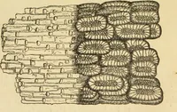 An illustration from The microscope: its history, construction, and application : being a familiar introduction to the use of the instrument and the study of microscopical sciences / by Jabez Hogg. (1869)