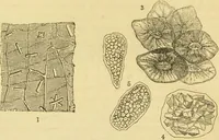 An illustration from The microscope: its history, construction, and application : being a familiar introduction to the use of the instrument and the study of microscopical sciences / by Jabez Hogg. (1869)