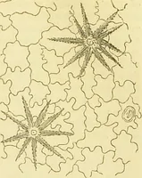 An illustration from The microscope: its history, construction, and application : being a familiar introduction to the use of the instrument and the study of microscopical sciences / by Jabez Hogg. (1869)