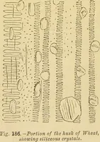 An illustration from The microscope: its history, construction, and application : being a familiar introduction to the use of the instrument and the study of microscopical sciences / by Jabez Hogg. (1869)