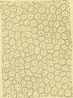 An illustration from The microscope: its history, construction, and application : being a familiar introduction to the use of the instrument and the study of microscopical sciences / by Jabez Hogg. (1869)
