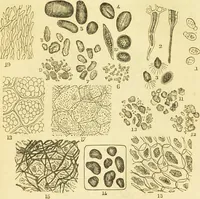 An illustration from The microscope: its history, construction, and application : being a familiar introduction to the use of the instrument and the study of microscopical sciences / by Jabez Hogg. (1869)