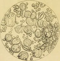 An illustration from The microscope: its history, construction, and application : being a familiar introduction to the use of the instrument and the study of microscopical sciences / by Jabez Hogg. (1869)