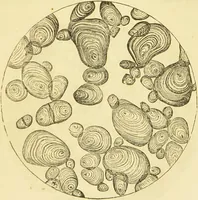 An illustration from The microscope: its history, construction, and application : being a familiar introduction to the use of the instrument and the study of microscopical sciences / by Jabez Hogg. (1869)