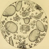 An illustration from The microscope: its history, construction, and application : being a familiar introduction to the use of the instrument and the study of microscopical sciences / by Jabez Hogg. (1869)