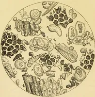 An illustration from The microscope: its history, construction, and application : being a familiar introduction to the use of the instrument and the study of microscopical sciences / by Jabez Hogg. (1869)