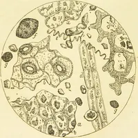 An illustration from The microscope: its history, construction, and application : being a familiar introduction to the use of the instrument and the study of microscopical sciences / by Jabez Hogg. (1869)