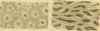 An illustration from The microscope: its history, construction, and application : being a familiar introduction to the use of the instrument and the study of microscopical sciences / by Jabez Hogg. (1869)