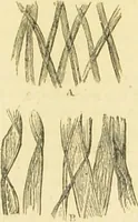 An illustration from The microscope: its history, construction, and application : being a familiar introduction to the use of the instrument and the study of microscopical sciences / by Jabez Hogg. (1869)
