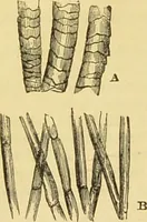 An illustration from The microscope: its history, construction, and application : being a familiar introduction to the use of the instrument and the study of microscopical sciences / by Jabez Hogg. (1869)