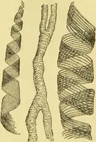 An illustration from The microscope: its history, construction, and application : being a familiar introduction to the use of the instrument and the study of microscopical sciences / by Jabez Hogg. (1869)