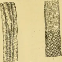 An illustration from The microscope: its history, construction, and application : being a familiar introduction to the use of the instrument and the study of microscopical sciences / by Jabez Hogg. (1869)