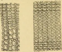 An illustration from The microscope: its history, construction, and application : being a familiar introduction to the use of the instrument and the study of microscopical sciences / by Jabez Hogg. (1869)