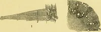 An illustration from The microscope: its history, construction, and application : being a familiar introduction to the use of the instrument and the study of microscopical sciences / by Jabez Hogg. (1869)