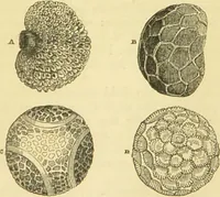 An illustration from The microscope: its history, construction, and application : being a familiar introduction to the use of the instrument and the study of microscopical sciences / by Jabez Hogg. (1869)