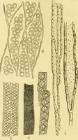 An illustration from The microscope: its history, construction, and application : being a familiar introduction to the use of the instrument and the study of microscopical sciences / by Jabez Hogg. (1869)