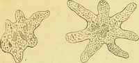 An illustration from The microscope: its history, construction, and application : being a familiar introduction to the use of the instrument and the study of microscopical sciences / by Jabez Hogg. (1869)